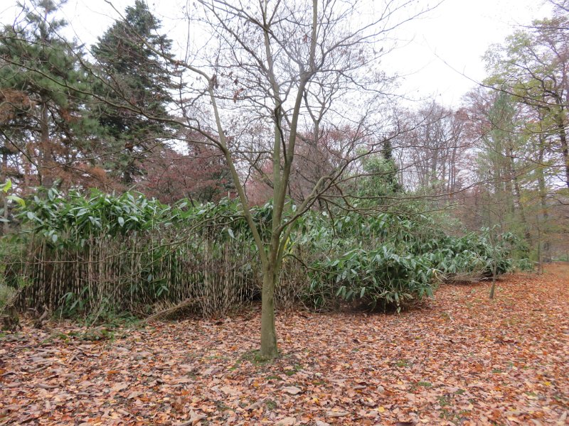 Geografisches Arboretum Rombergpark am 17,102018 (59)